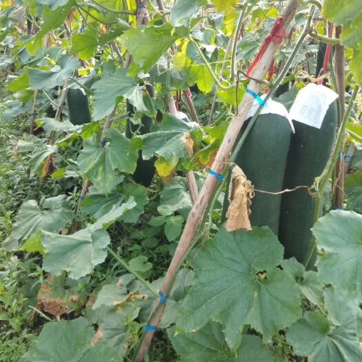 博白县 黑皮冬瓜  吊瓜   15斤以上  产地直销  货真价实