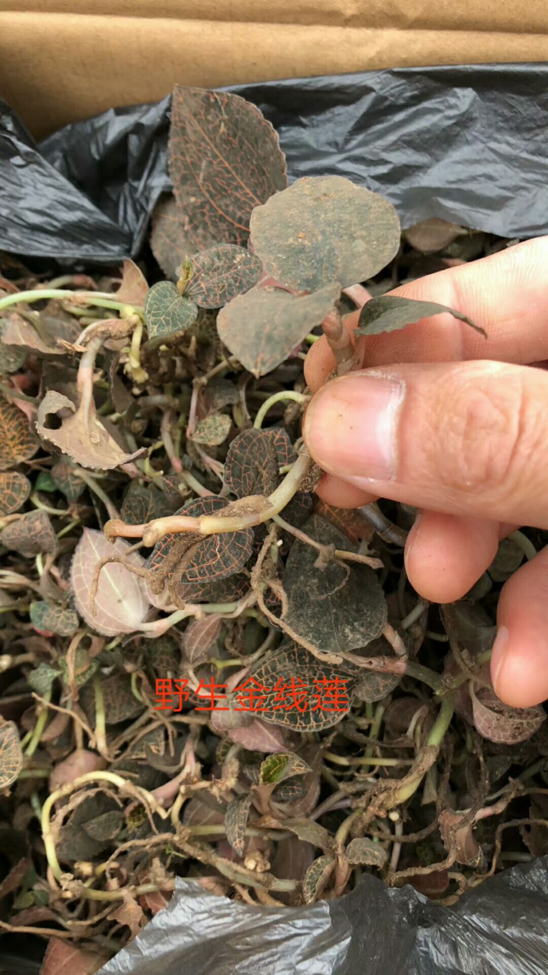 金线莲 现找现卖 新鲜货