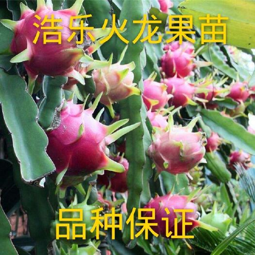 灵山县 红黄肉火龙果苗南北方种植盆栽阳台地栽火龙果树苗带泥土发货包
