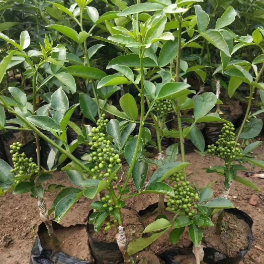 昭通无刺花椒苗 嫁接花椒苗 藤椒嫁接苗 九叶青花椒嫁接苗