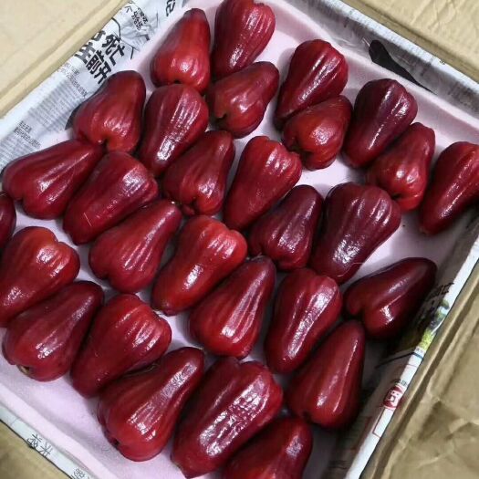 海口 海南黑金刚