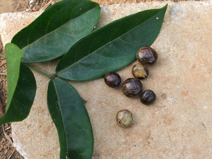 牛大力种子 正宗牛大力种籽 药材种子  煲汤药材出芽率高