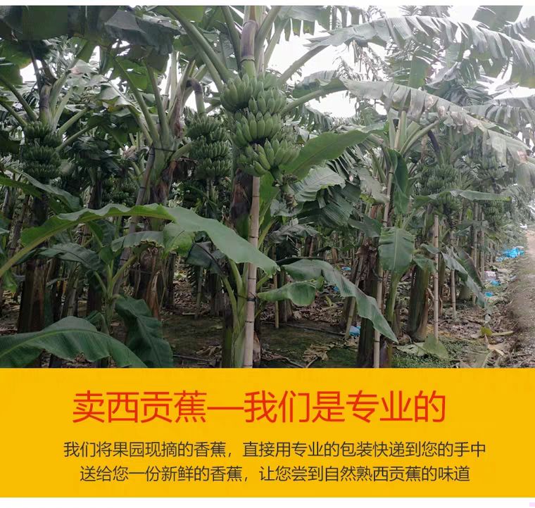 广西蕉 七成熟 