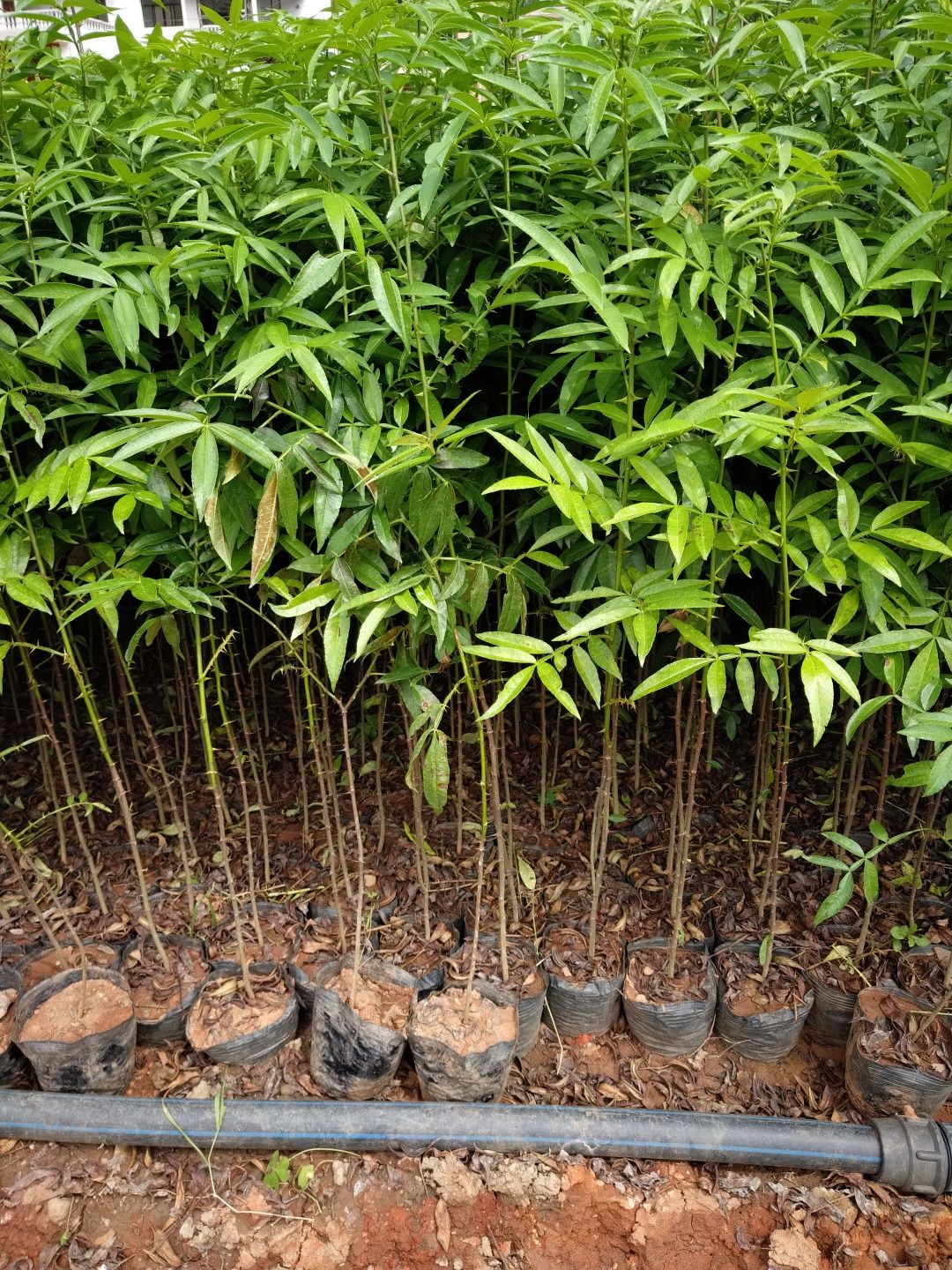 九叶青花椒苗 藤椒苗，抗寒，弱刺产量高，基地直供技术指导