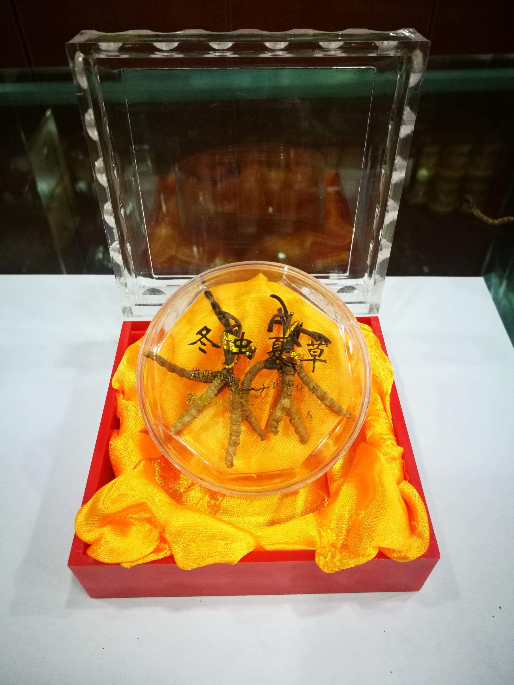 冬虫夏草 玉树精选小草  个个饱满  假一赔十  底价走量