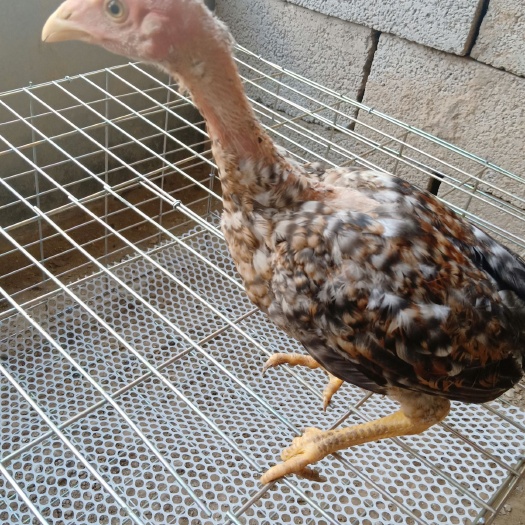 郓城县斗鸡苗 斗鸡