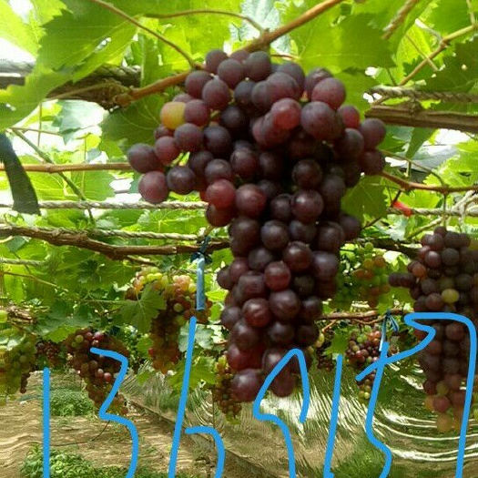 北京 玫瑰香葡萄