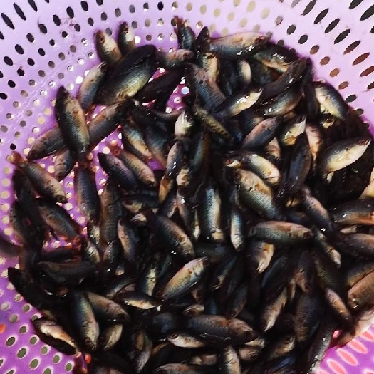 海口 优质攀鲈鱼苗