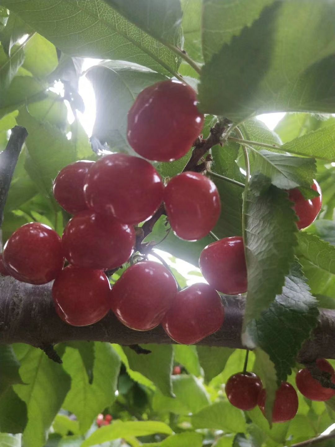  沂蒙山  红灯大樱桃三斤一箱包邮