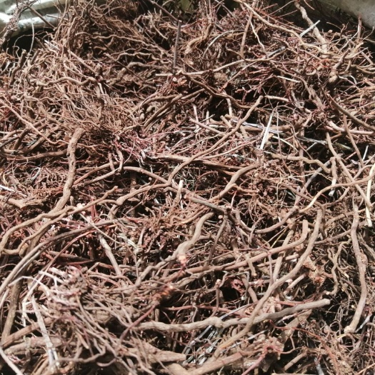 伊川县 正经的茜草大统货，干度好