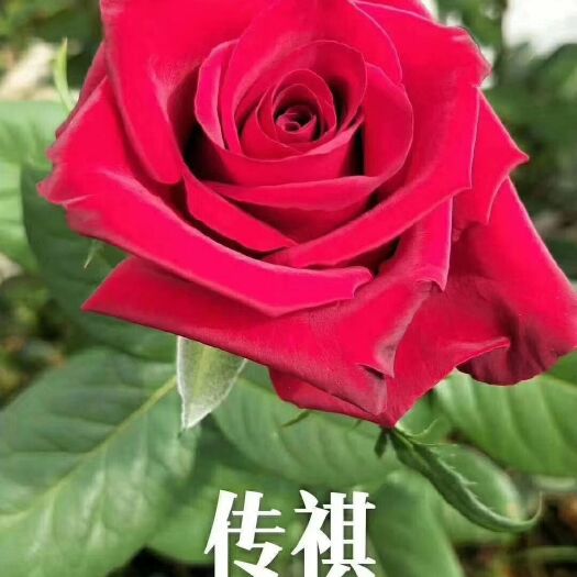 昆明月季苗  大花 云南月季花苗 丰花月季 切花月季