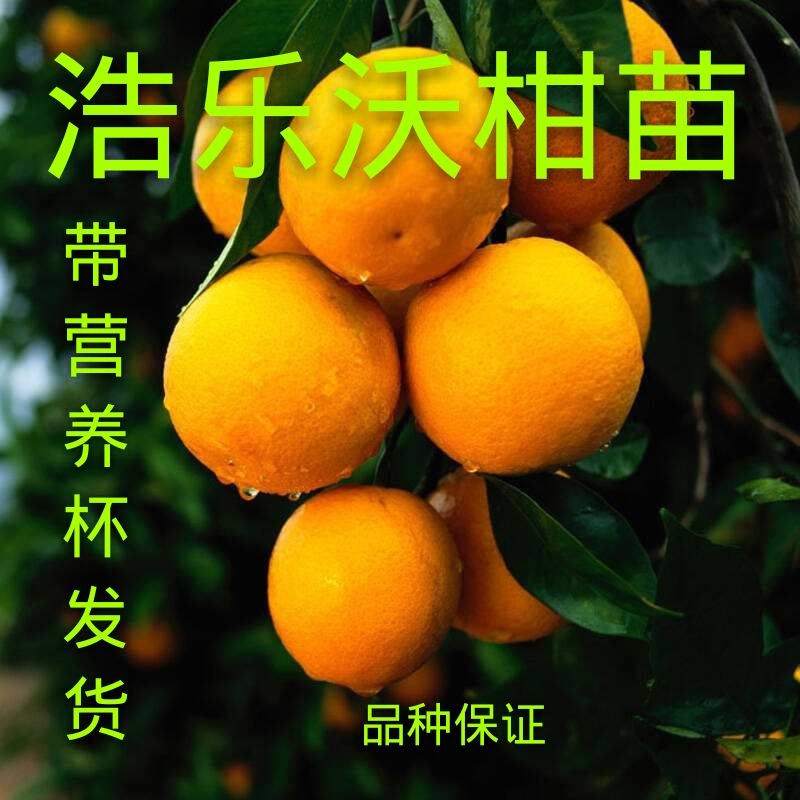  广西沃柑树苗嫁接四川橘子果树苗 正宗091无籽无核沃柑苗