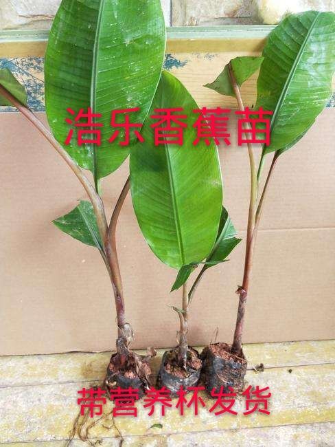 灵山县 包邮香蕉树苗矮化蕉苗粉蕉苗皇帝蕉苗广西香蕉苗巴西蕉苗红香蕉