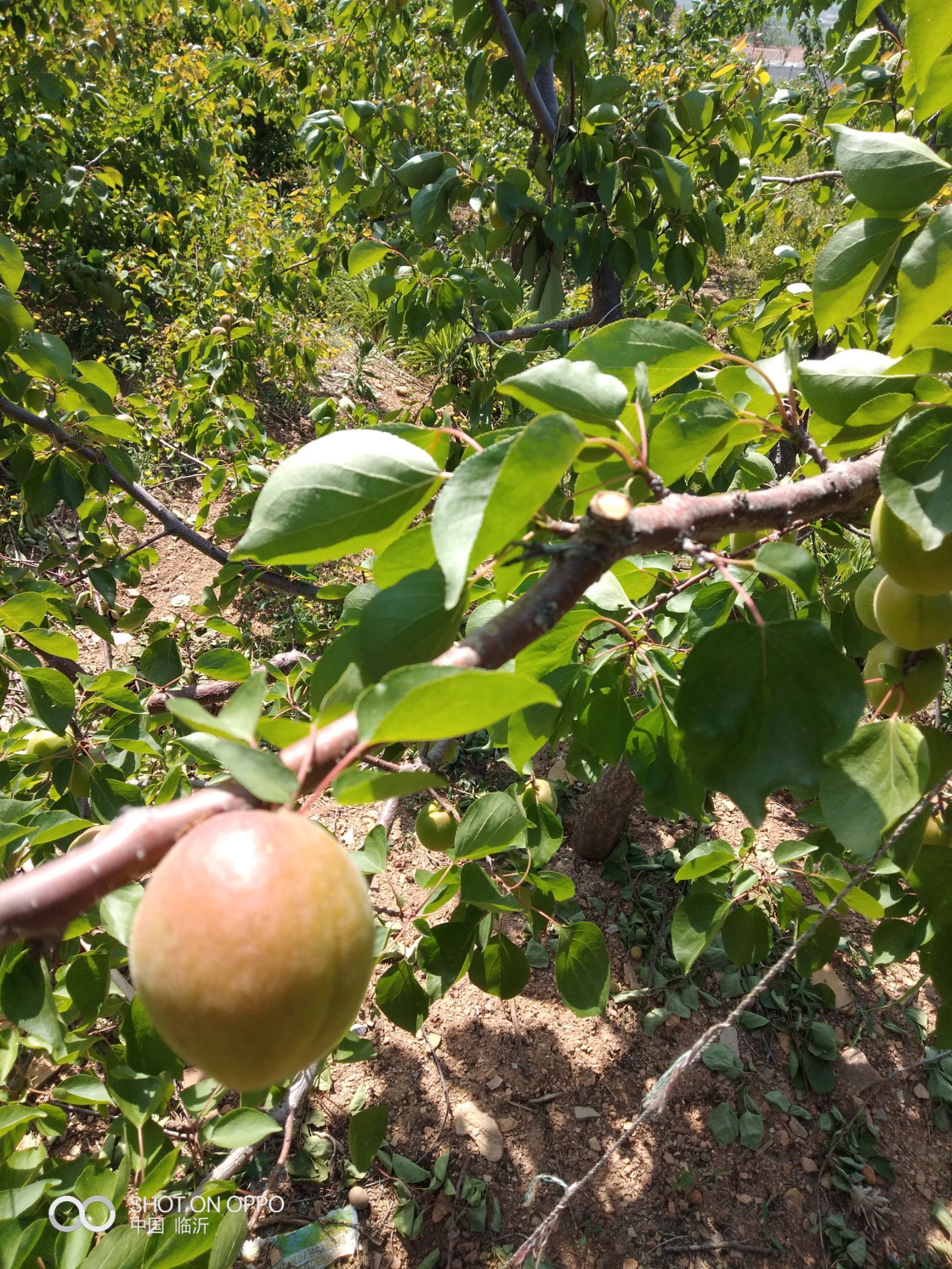  丰园红杏今年又大丰收，成熟早耐运口味好26号上市欢迎各位客