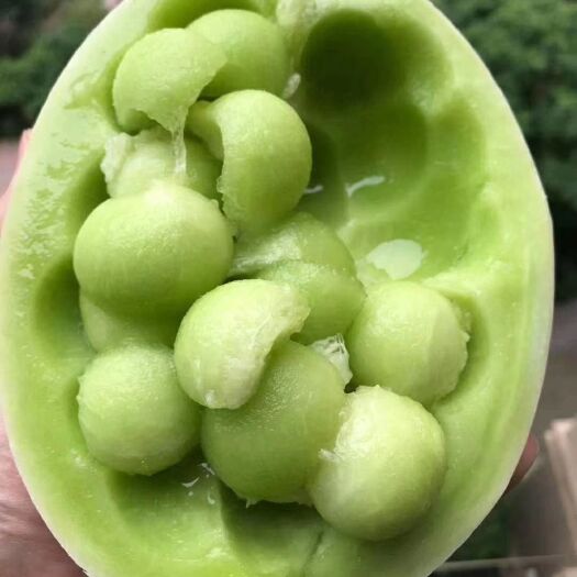 莘县久红瑞甜瓜 1.5斤以上