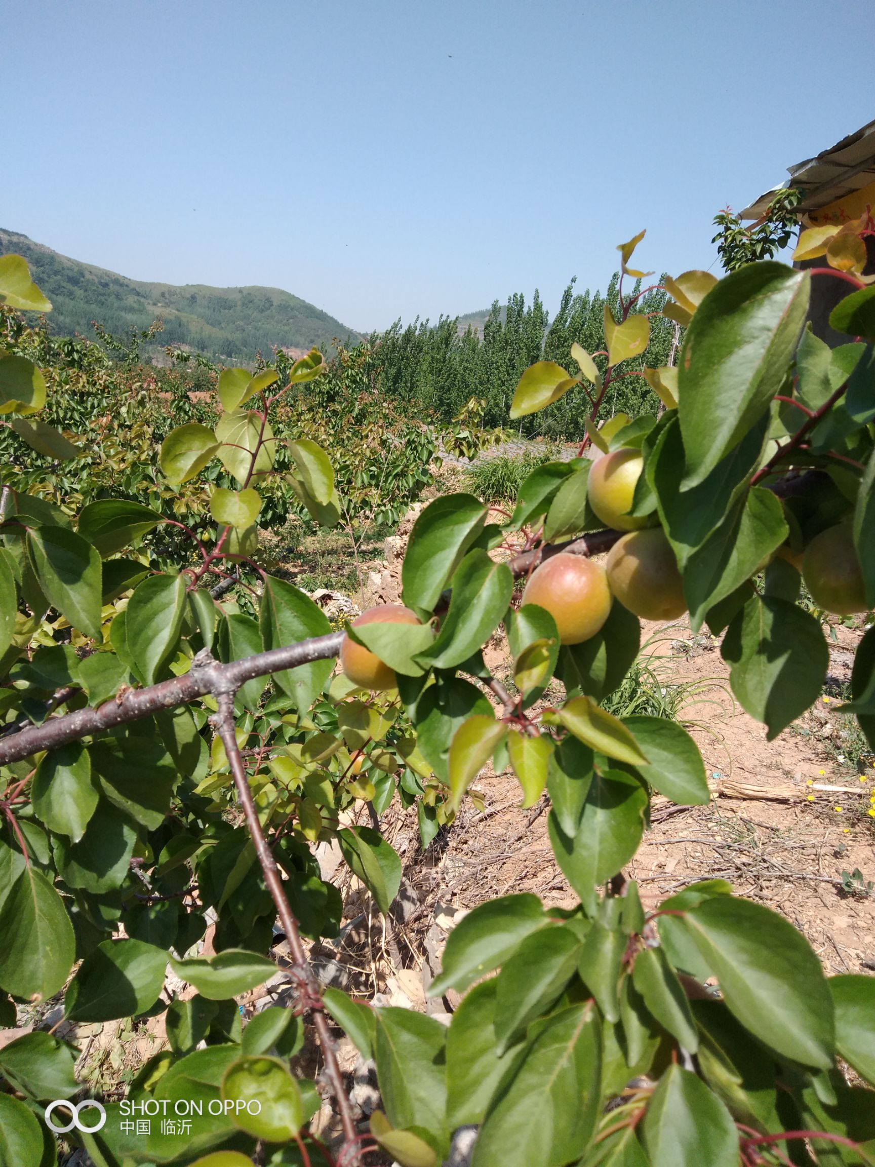  丰园红杏今年又大丰收，成熟早耐运口味好26号上市欢迎各位客