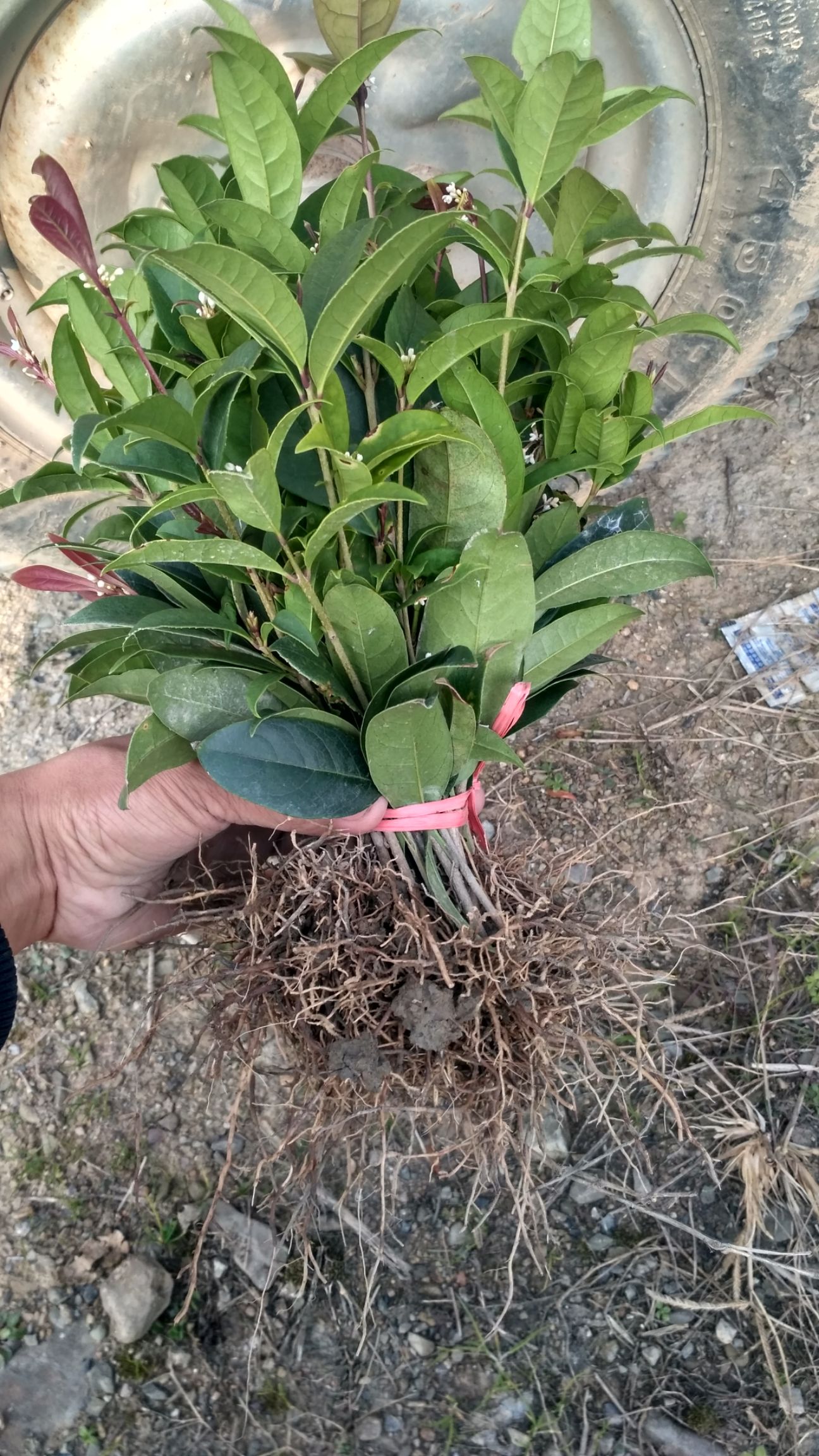  日香桂從小開花【花期長達240天】