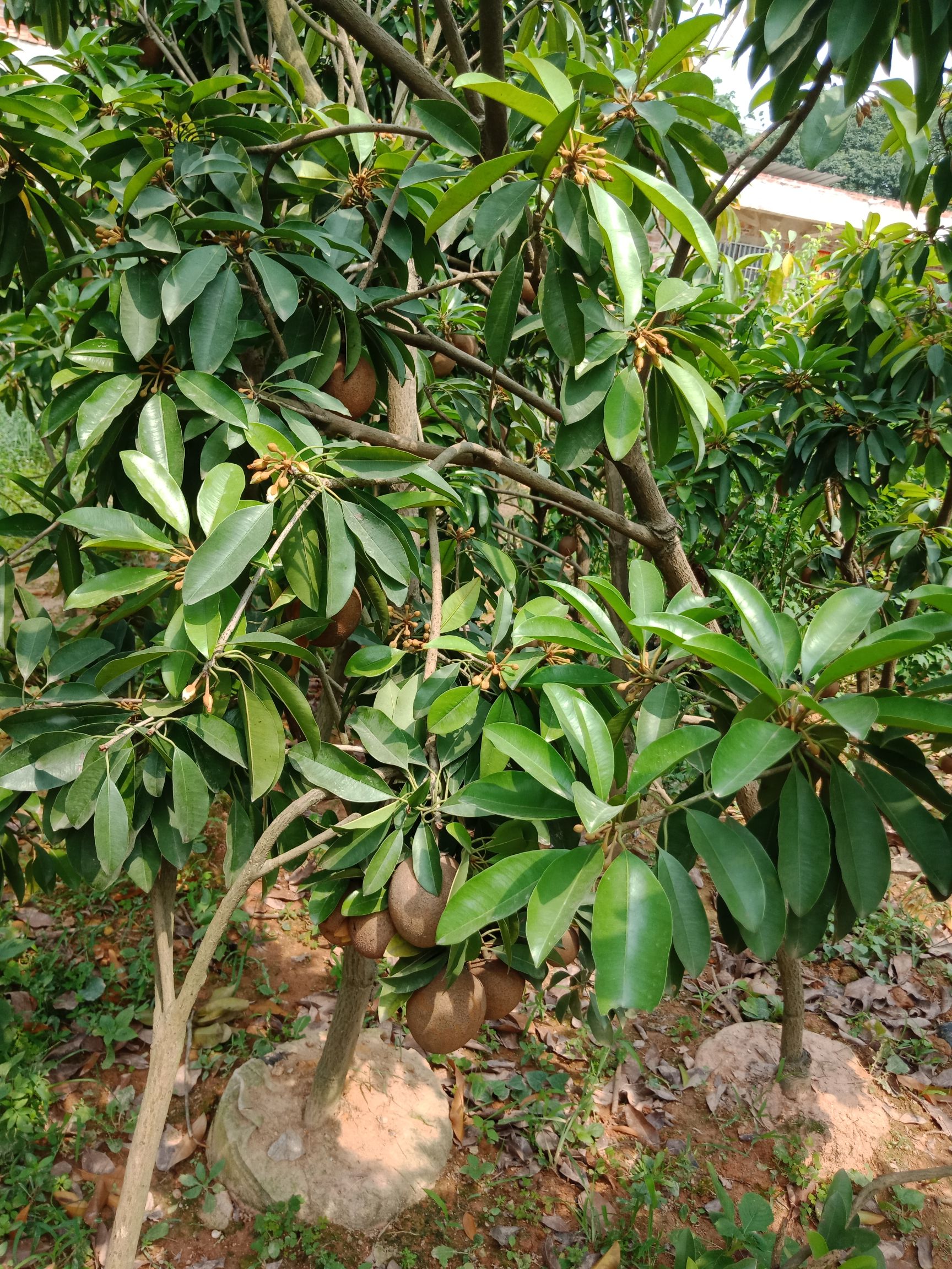人心果树苗  人心果苗，四季挂果的，营养杯发货，当年种植当年