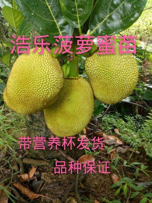灵山县 菠萝蜜苗包邮马来西亚一号菠萝蜜苗树菠萝合适地栽南北方种植