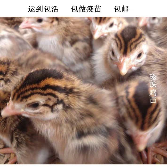 珍珠鸡苗 珍珠鸡活体 成年珍珠鸡 纯种珍珠鸡苗