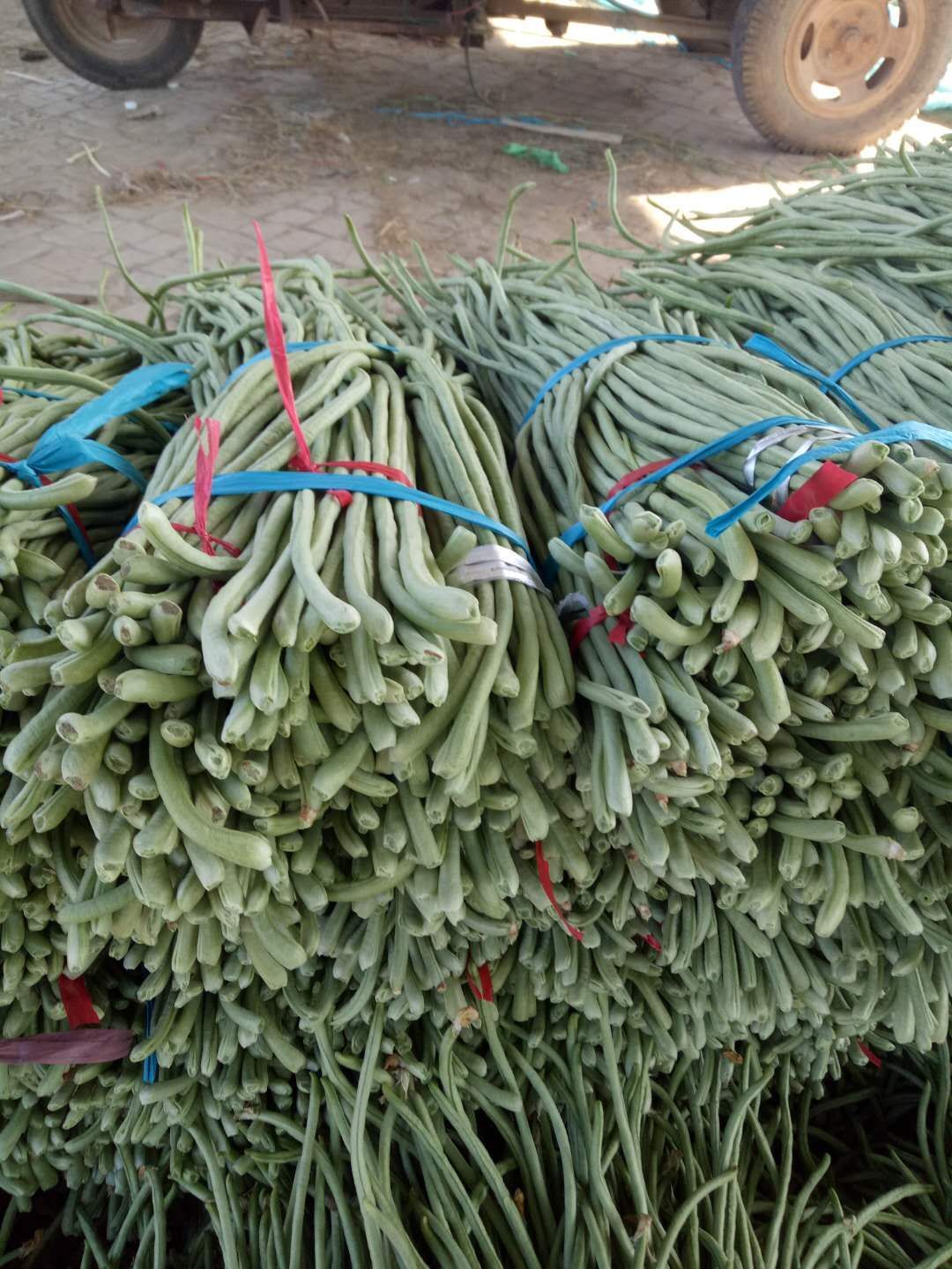 绿龙豆角 品种多  质量好  量大