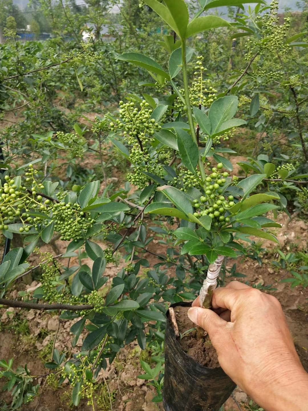 无刺花椒苗 嫁接花椒苗 藤椒嫁接苗 九叶青花椒嫁接苗