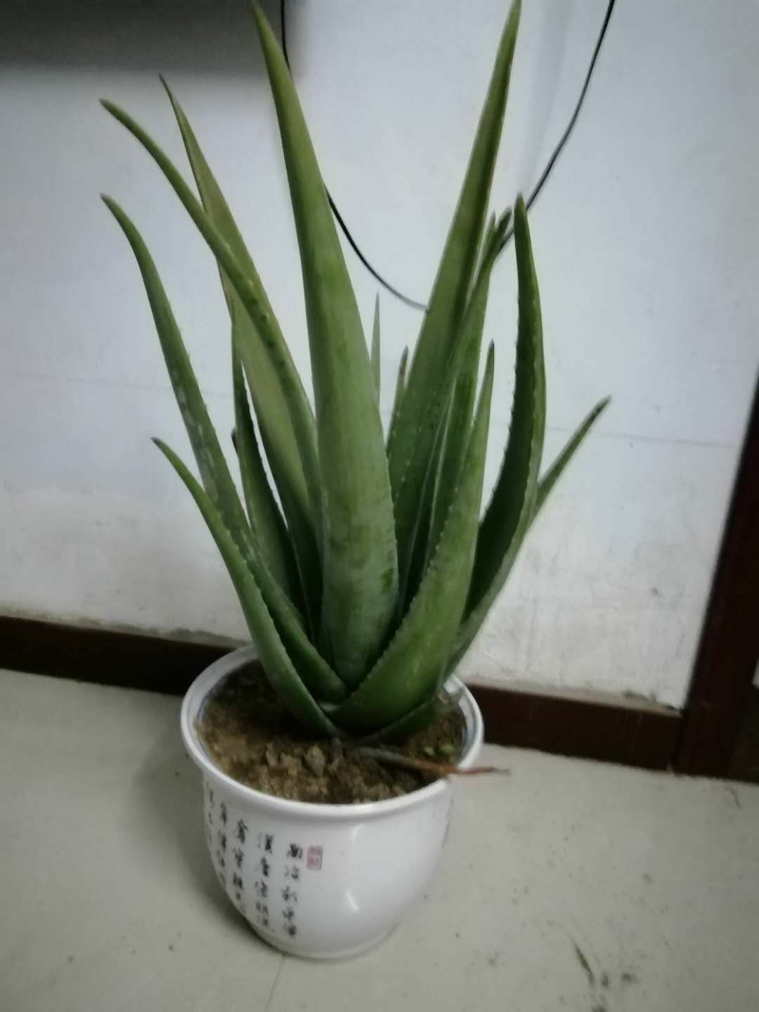  库拉索芦荟，天然种植，无农药，无化肥，施有机肥，放心使用
