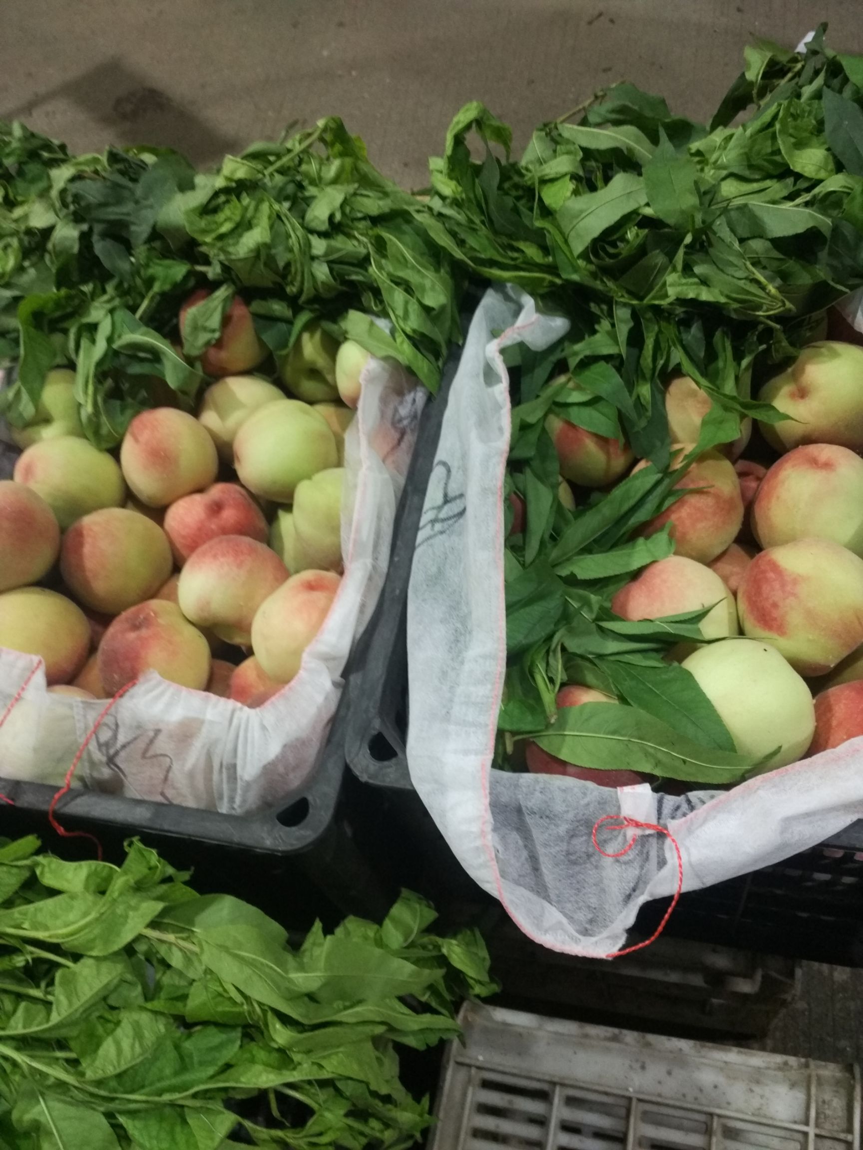 五月鲜桃 大量鲜桃上市