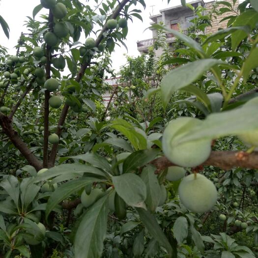 镇宁县四月李 蜂糖李已上市，欢迎新老客户的到来在前10名订购优惠价28元。