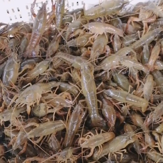 潜江市大量供应龙虾苗