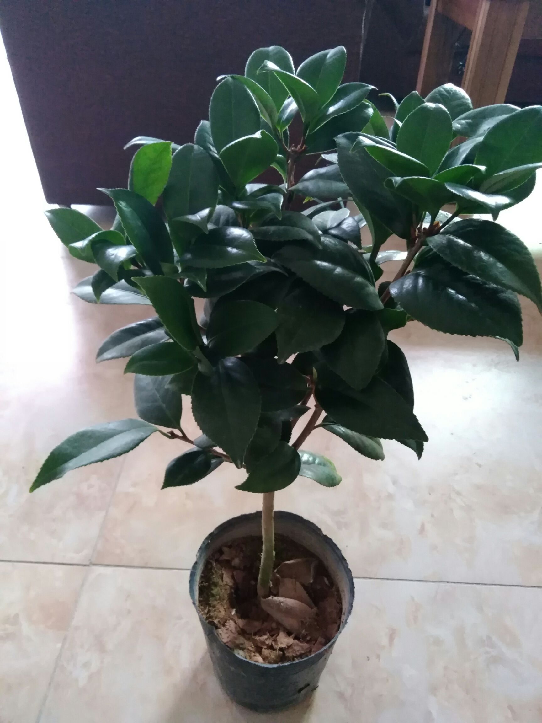  各品种茶花苗出售