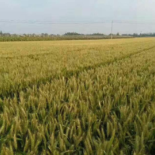 成武县小麦种子 超级小麦三抗10号