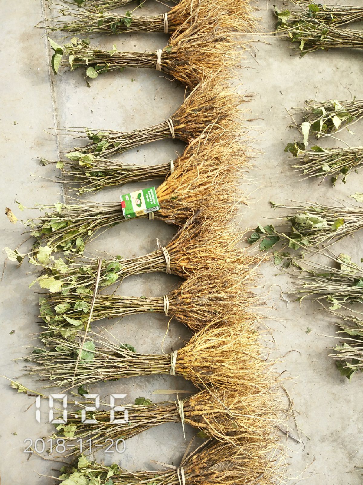 草桑苗 大量供应  具体规格联系店主