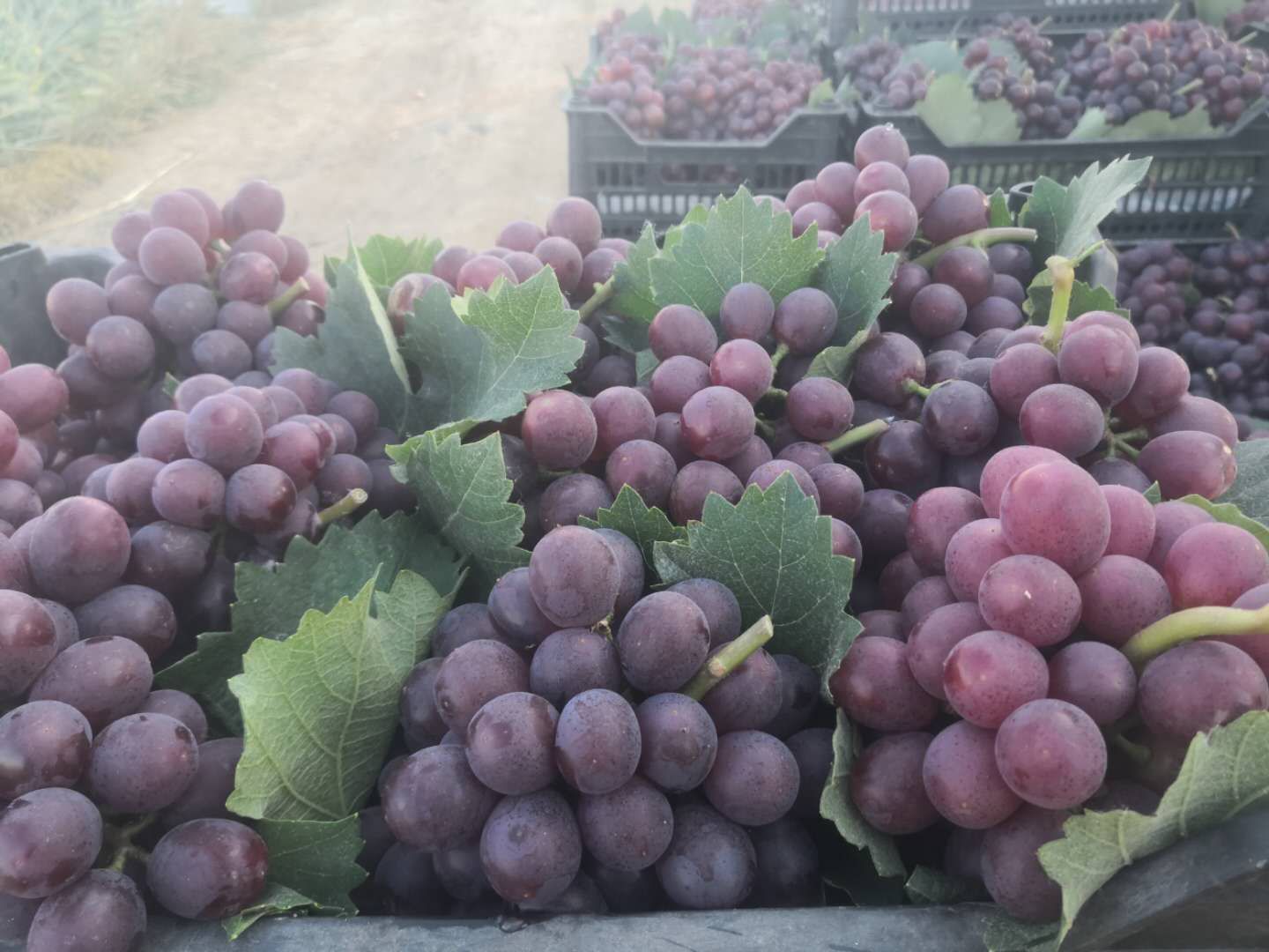  早熟红无核葡萄大量上市了