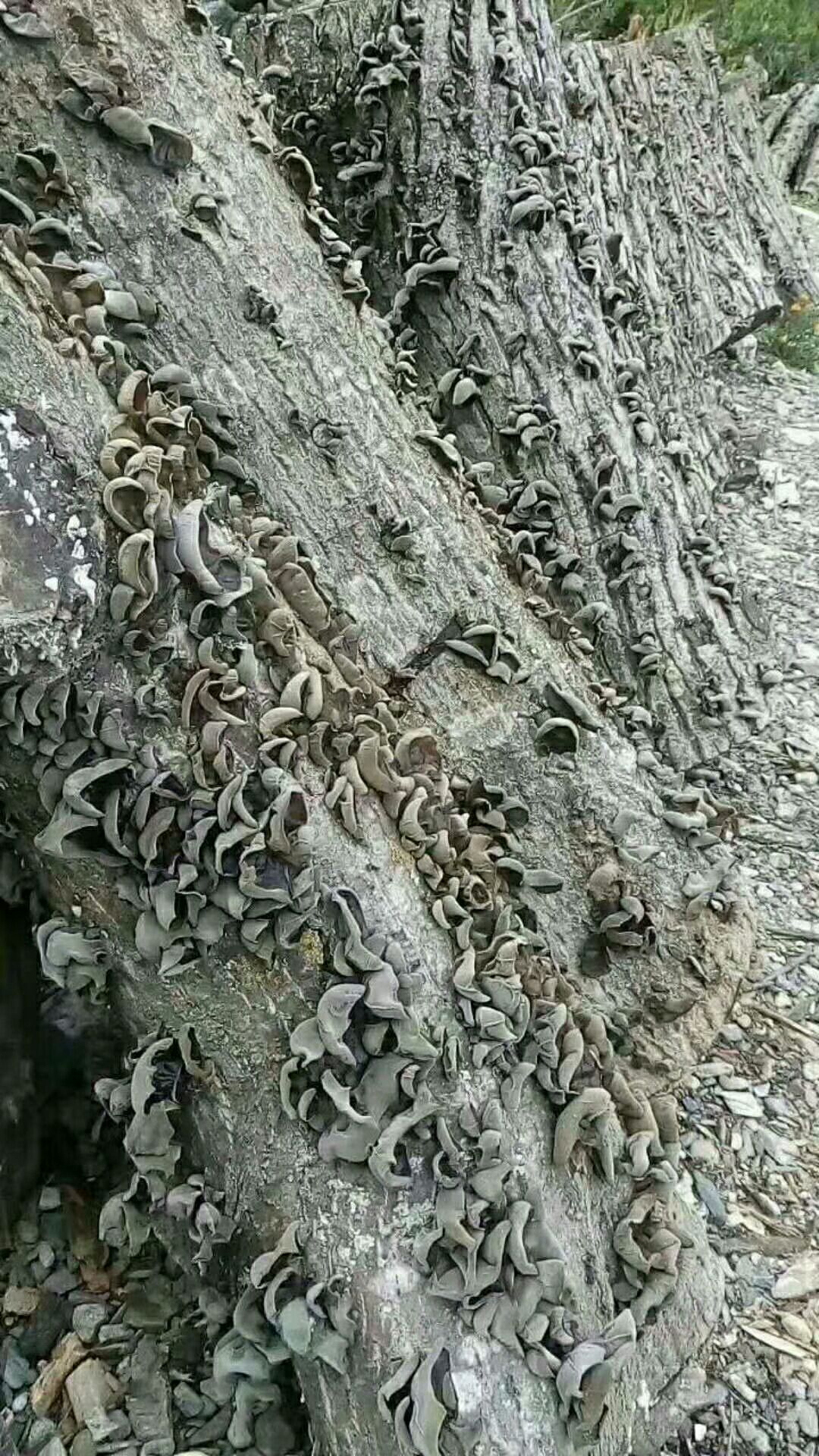 秦岭青冈栎椴木黑木耳 留坝木耳 优质椴木木耳 木耳