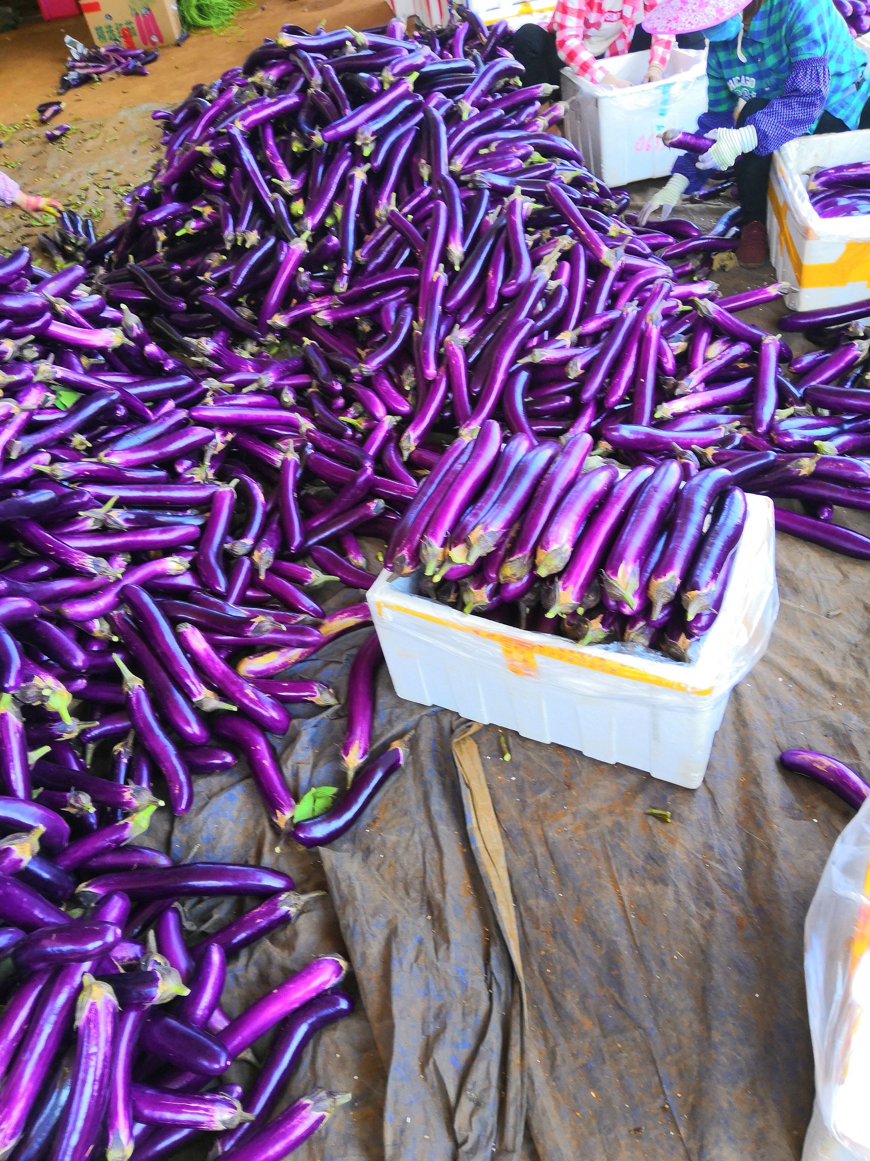 紫长茄 广东省湛江市徐闻县