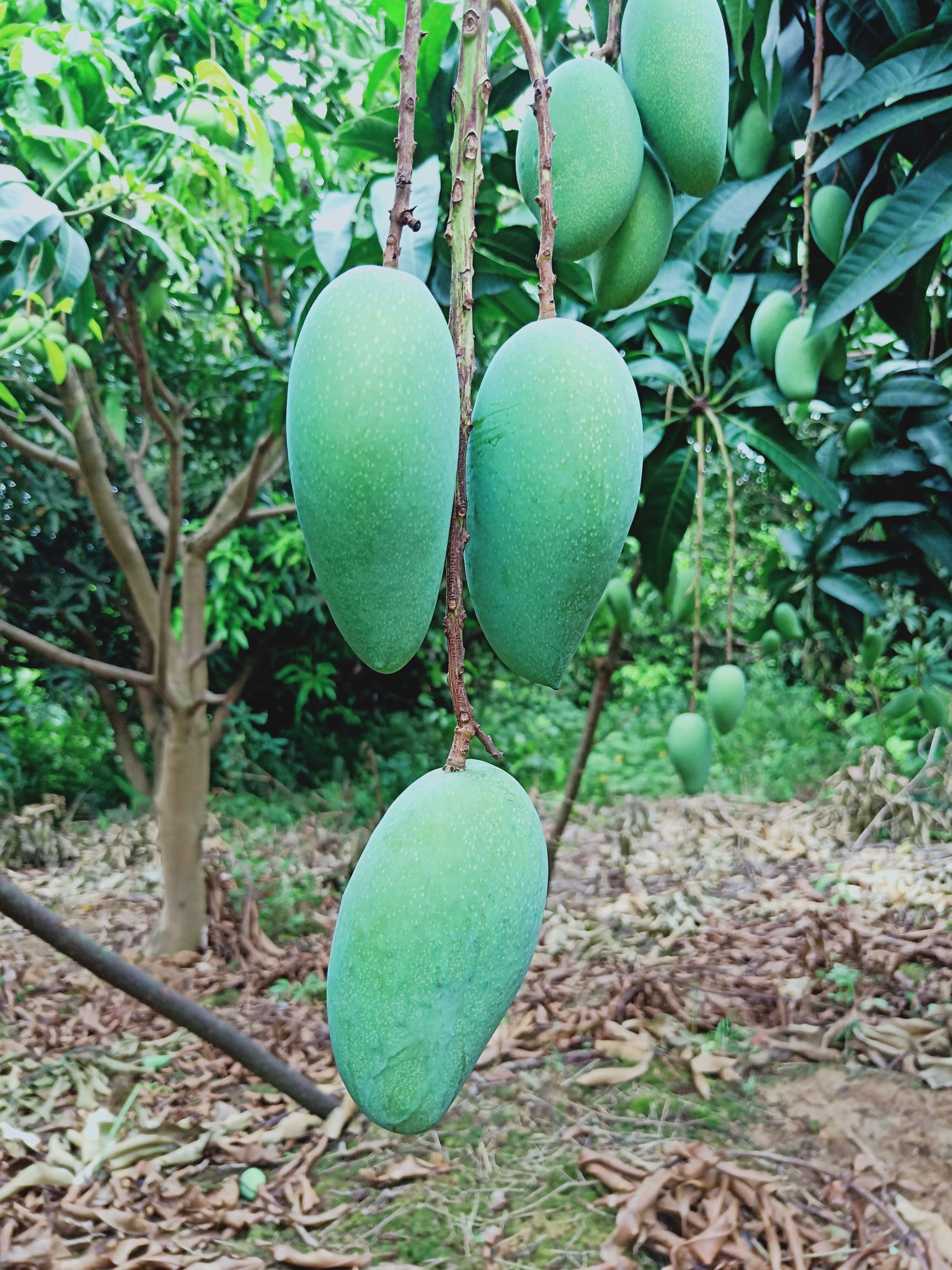 [金煌芒批发]金煌芒 5两以上价格4.5元/斤 - 惠农网