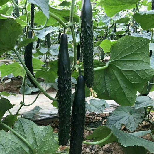 寿光市欧凯番茄种苗 黄瓜苦瓜辣椒西红柿等各类优质种苗