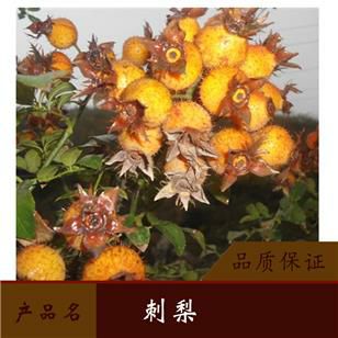 水果金刺梨苗 刺梨苗庭院种植苗 刺梨苗包成活