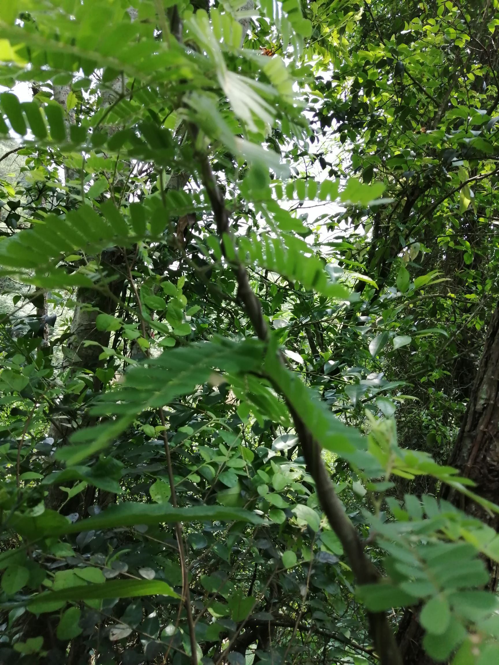 野生鸡骨草 干货 有大把的 也有扎小把的