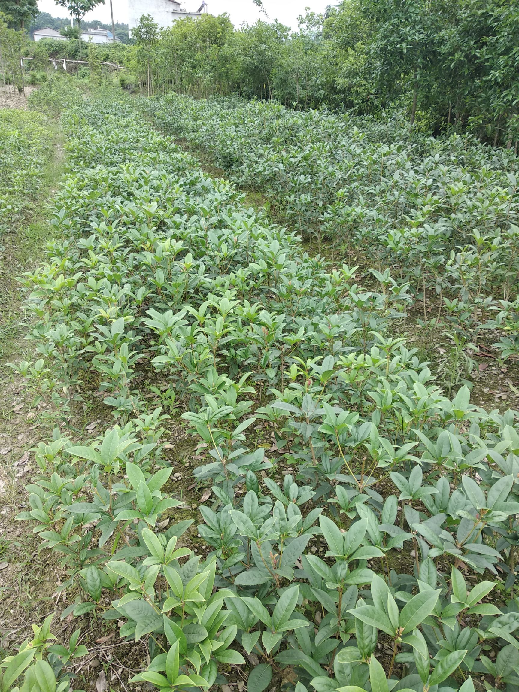  日香桂從小開花【花期長達240天】