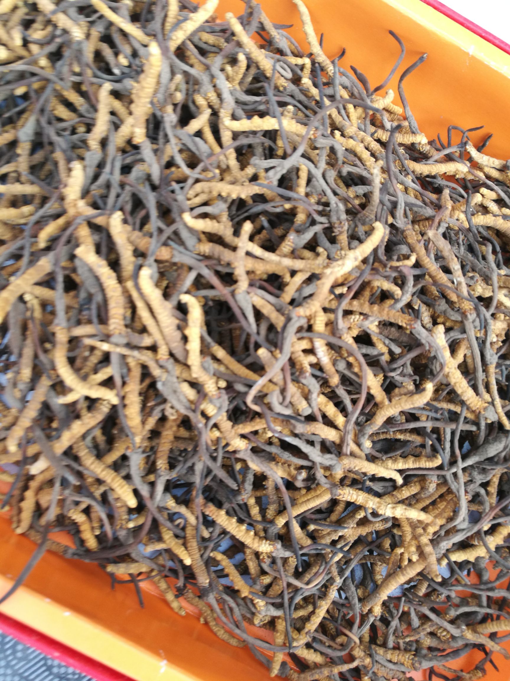 冬虫夏草  玉树2500条精选  全国包邮