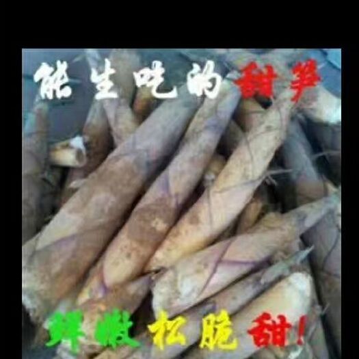 潮州春笋 归湖沙地甜笋，批发零售