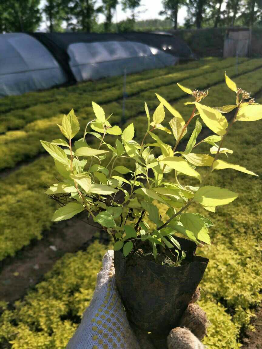 金山绣线菊  出售各种绿化苗木