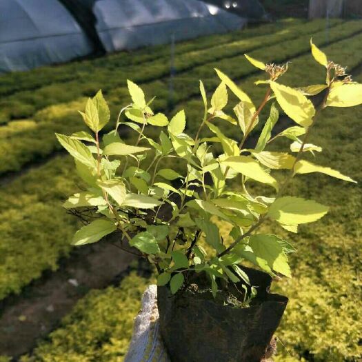青州市金山绣线菊  出售各种绿化苗木