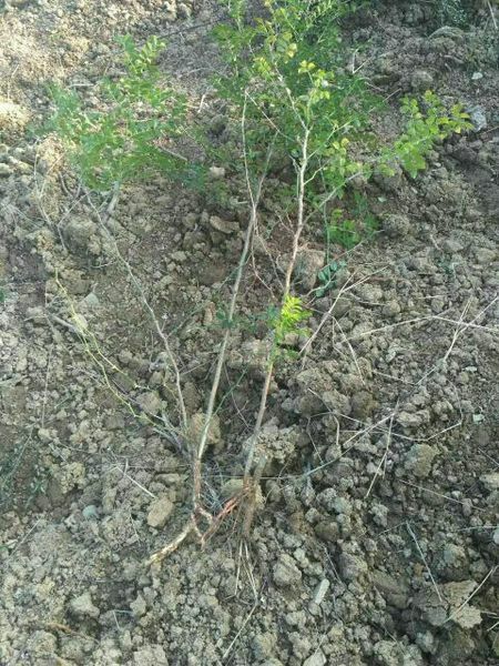 水果金刺梨苗 刺梨苗庭院种植苗 刺梨苗包成活