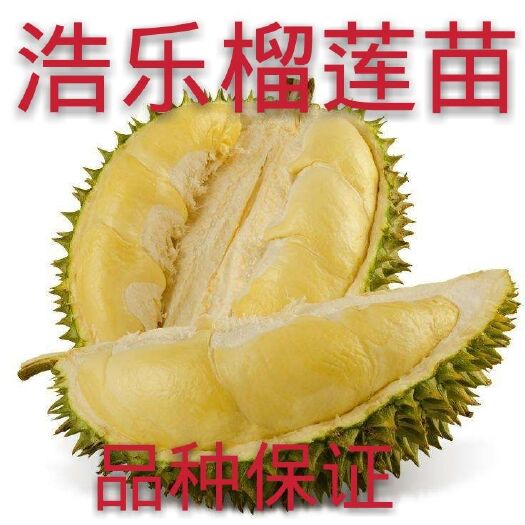 灵山县 金枕榴莲苗嫁接果树苗 当年结果 盆栽阳台庭院南北方四季可种
