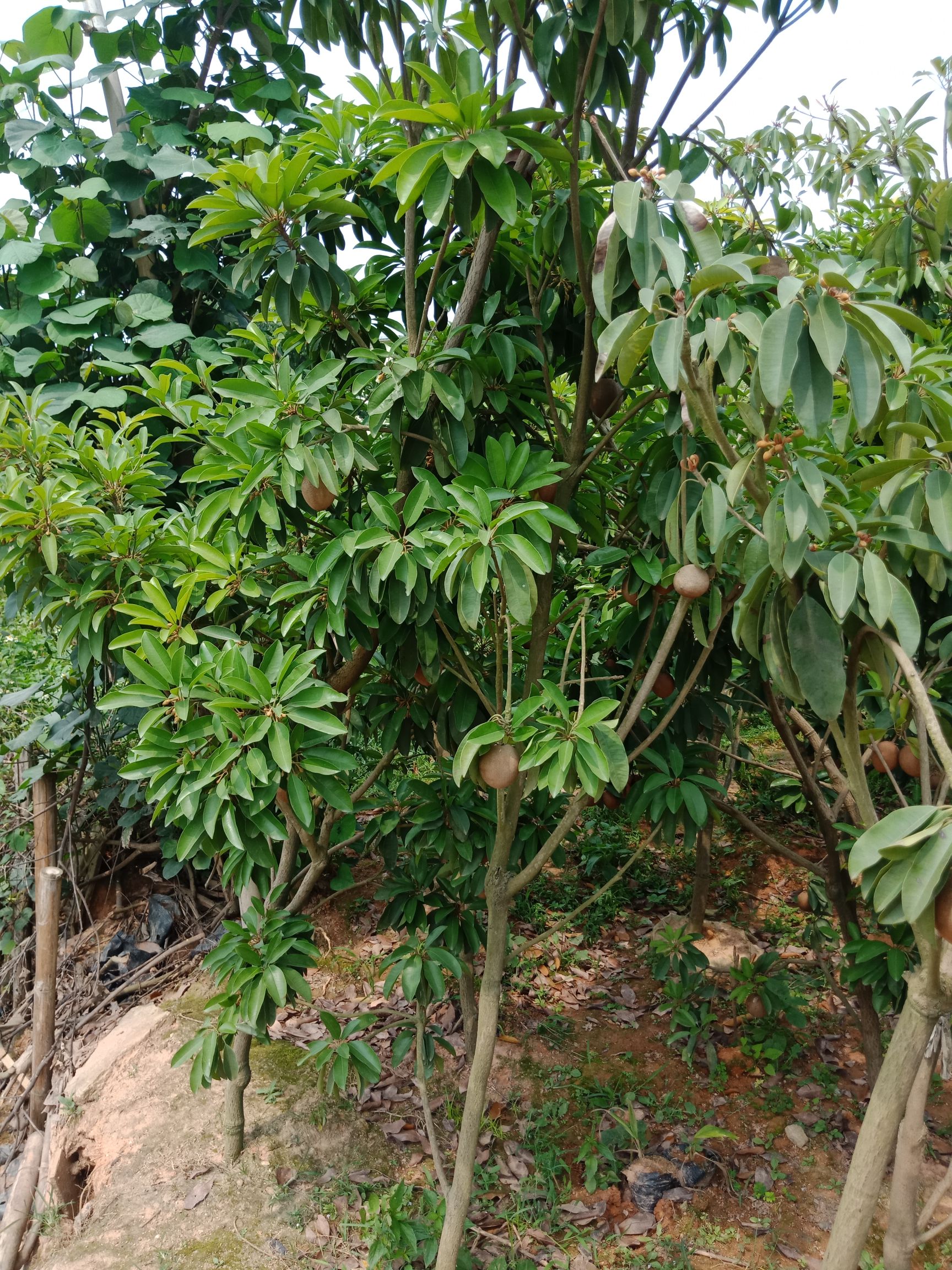 人心果树苗  人心果苗，四季挂果的，营养杯发货，当年种植当年