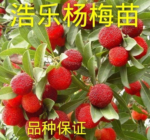 灵山县 正宗嫁接东魁杨梅树苗四月红嫁接杨梅苗南方北方种植盆栽果树苗