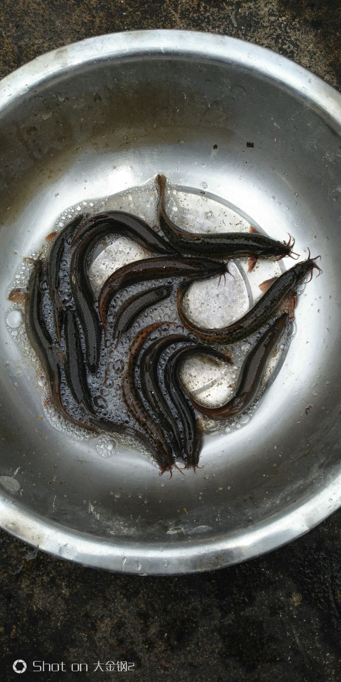  泥鳅